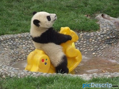 Silly Panda Pictures